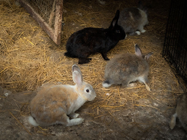 ความน่ารักของเขาใหญ่ในวันนี้ Mini Zoo 