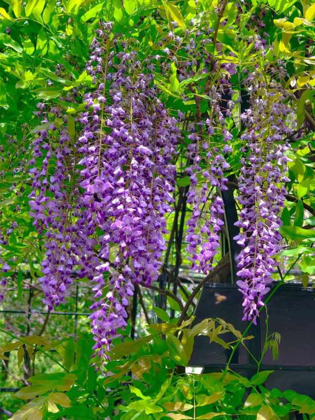 Shanghai’s “The Garden of Words” Vibes in Spring | A Hidden Gem in the City 🌸✨