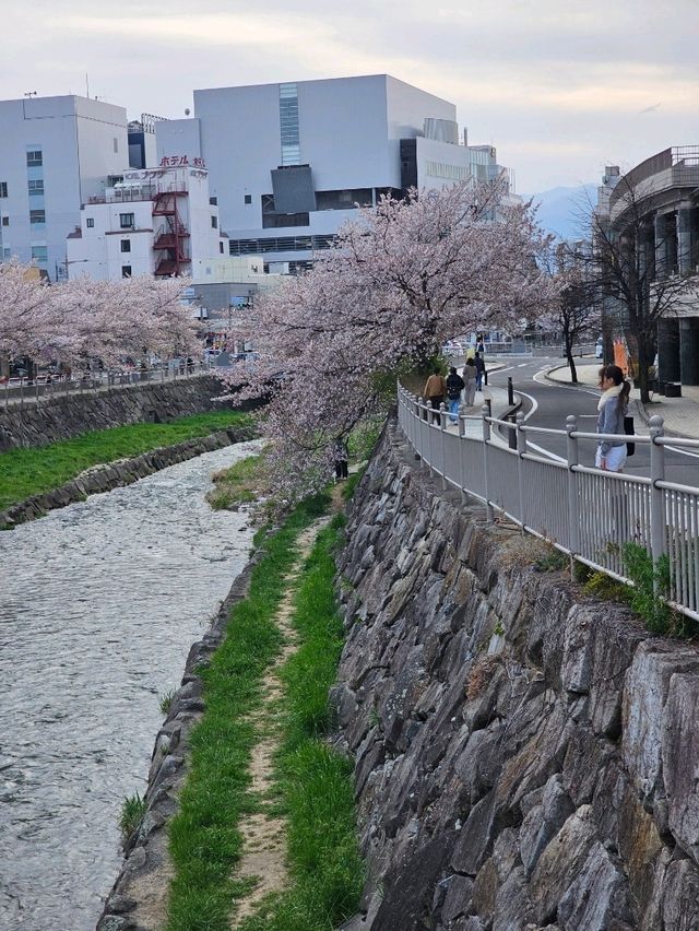 matsumoto ช่วง sakura