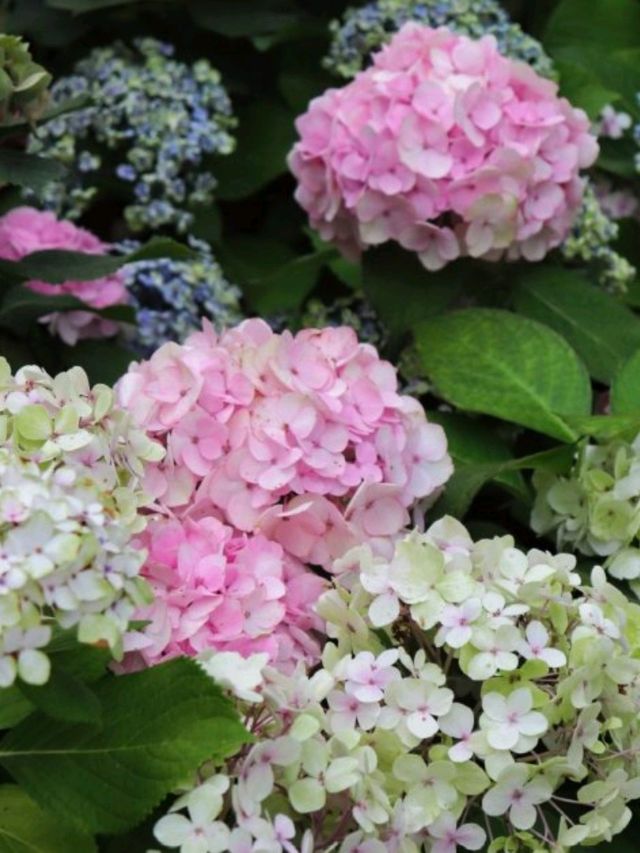 山茶花之丘🇰🇷🩷🌷🌺🌹💐韓國濟州島繡球花