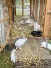 Meet Cute Animals at Begonia Bird Park