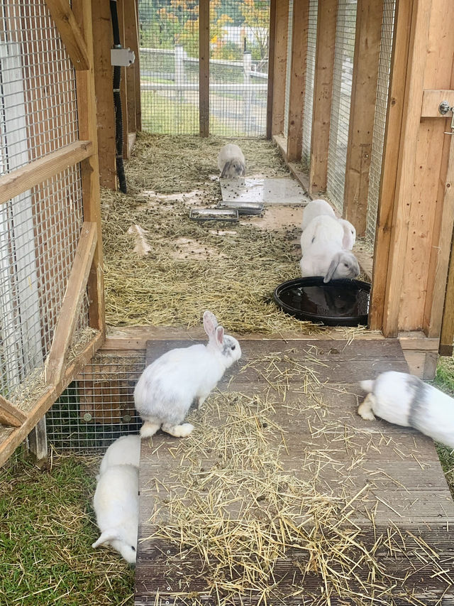 Meet Cute Animals at Begonia Bird Park