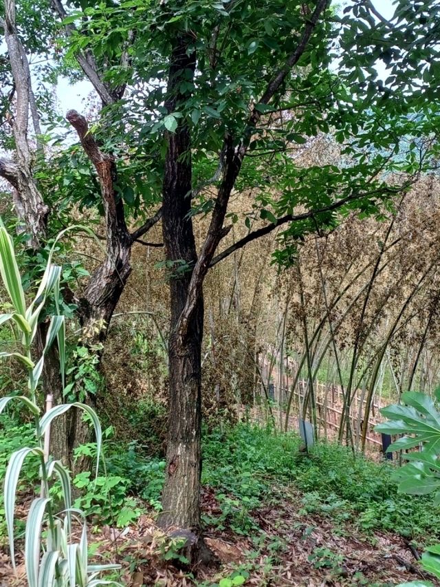초록빛 힐링 산책, 진주의 월아산