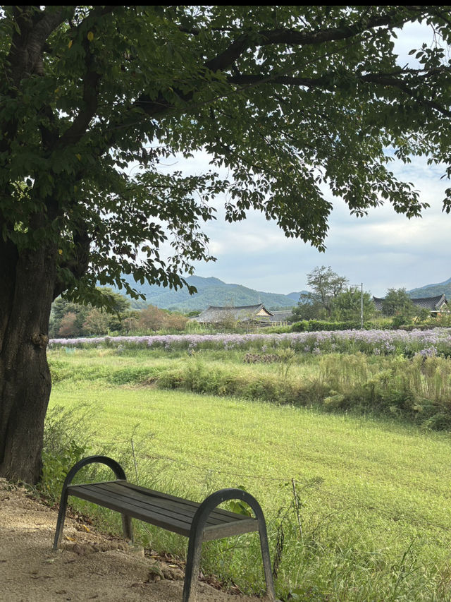 🏯 전통과 문화의 도시, 안동 1박 2일 여행코스