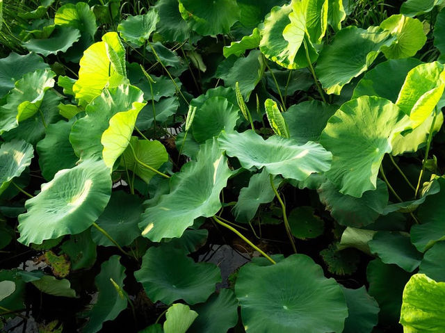 🌿🦆 *Ansim Wetland Ecological Park (안심습지생태공원): Daegu’s Hidden Nature Sanctuary* 🚶‍♀️📸