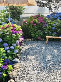 A Rainbow of Blooms in Jeju’s Summer