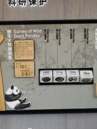 A Day with Pandas: Visiting the Chengdu Research Base of Giant Panda Breeding
