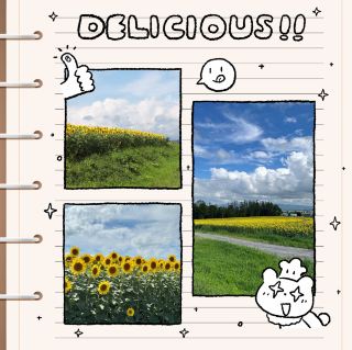 Ozora Town Sunflower Field 🤩Sunshine Feast