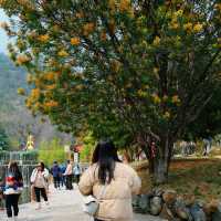 อุทยานน้ำหยก,ลี่เจียง