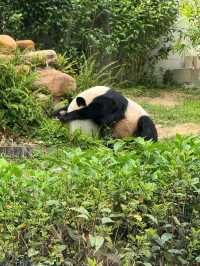 Delightful Encounter at Macau Giant Panda Pavilion