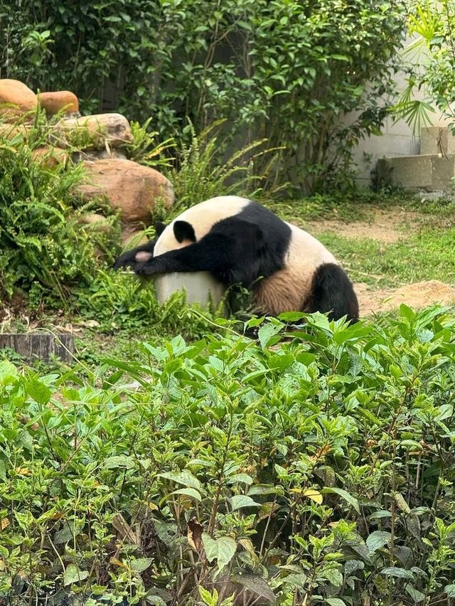 Delightful Encounter at Macau Giant Panda Pavilion Delightful Encounter at Macau Giant Panda Pavilion
