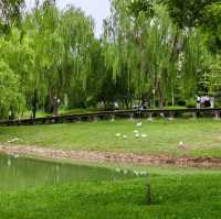 🌿 Yintan Wetland Park — Nature’s Calm by the Sea