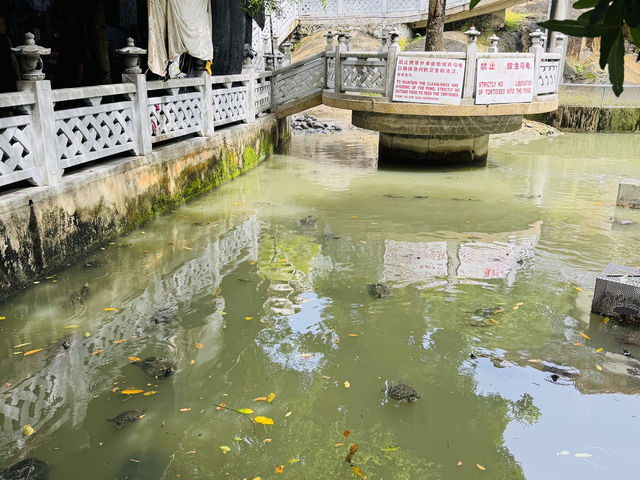 Bridges, Turtles & Tranquility