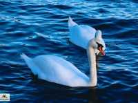 Swan Lake ที่ Lake Yamanakako
