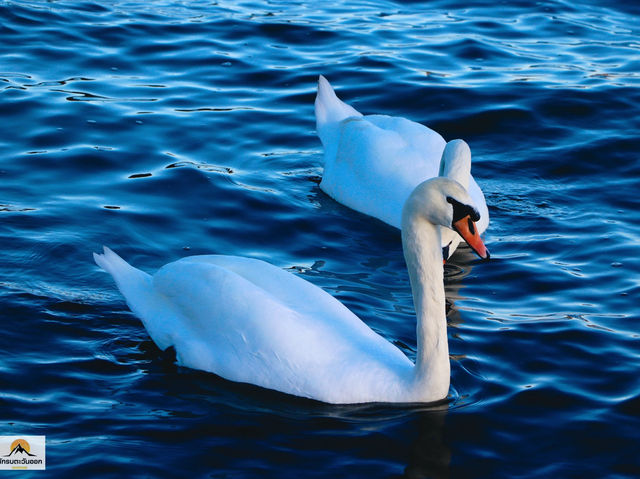 Swan Lake ที่ Lake Yamanakako