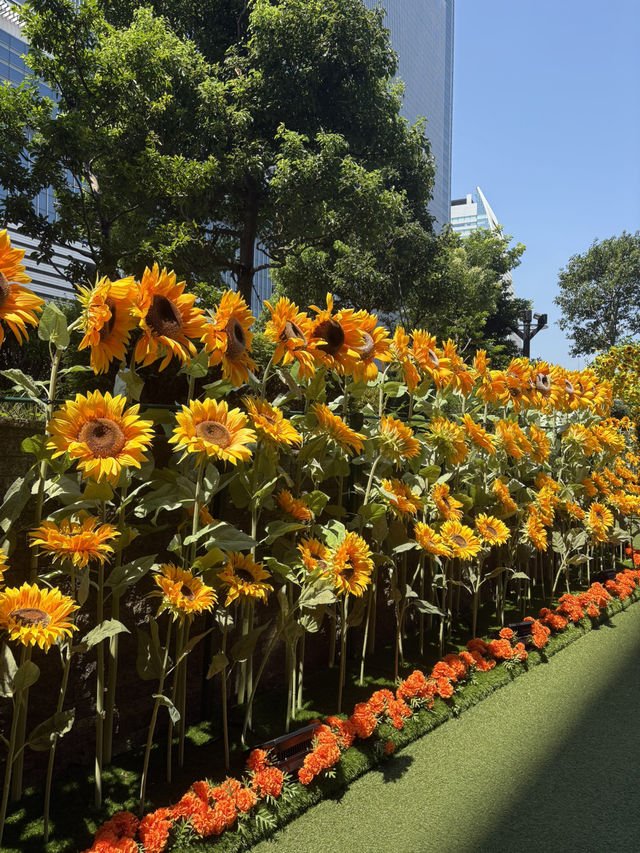 【名古屋】名駅のど真ん中に広がる“ひまわりガーデン”✨🌻