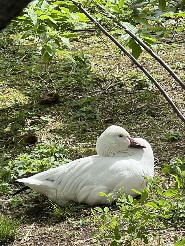 北海道 旭山動物園