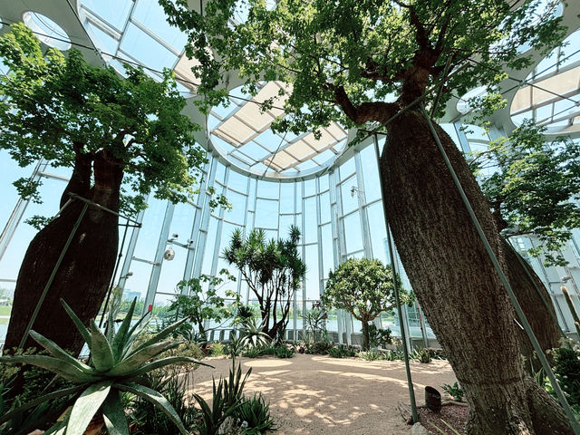 🌵【上海新地標！亞洲最大溫室花園「上海溫室花園」開放啦～沙漠雨林一次看夠，隨手一拍就是科幻大片！】🌵