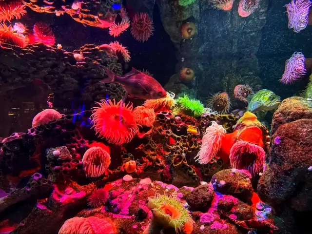 🐠 New England Aquarium – Dive into Marine Wonders 🌊