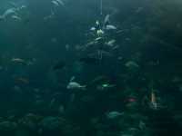 澎湖海洋生物博物館