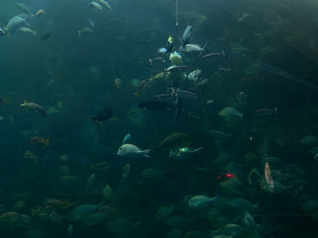 澎湖海洋生物博物館