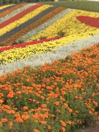 【北海道】美瑛で四季折々の花畑を満喫🌼🌿