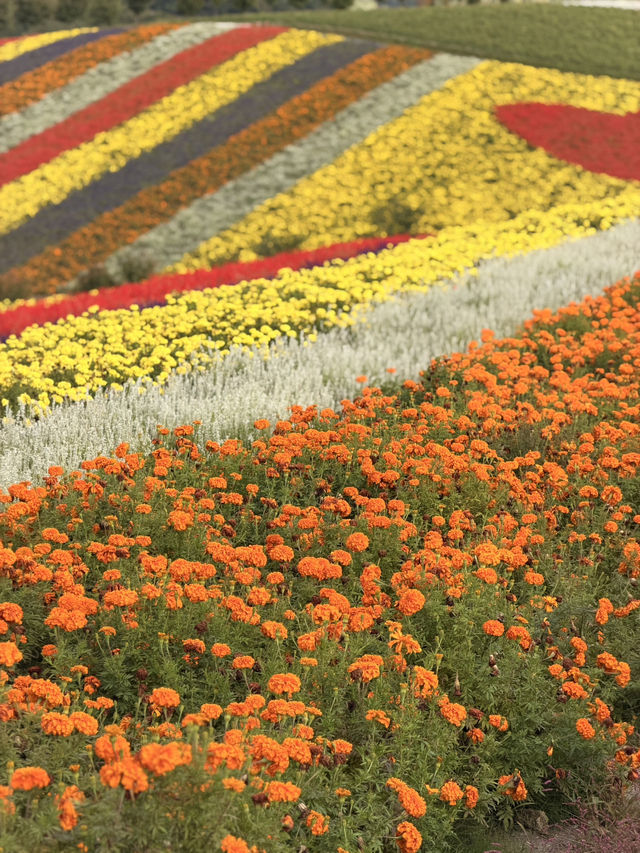 【北海道】美瑛で四季折々の花畑を満喫🌼🌿