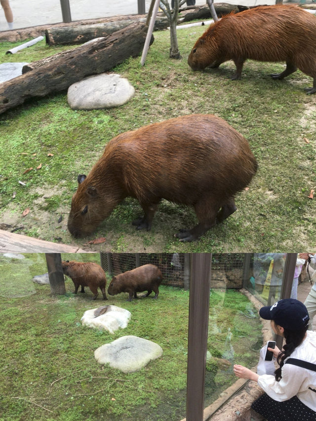 데몬헌터스와 콜라보한 에버랜드 🎢🎠🎡