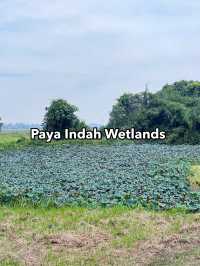 Paya Indah Wetlands: Tranquil Encounter with Hippos, Crocodiles, and Nature’s Stillness