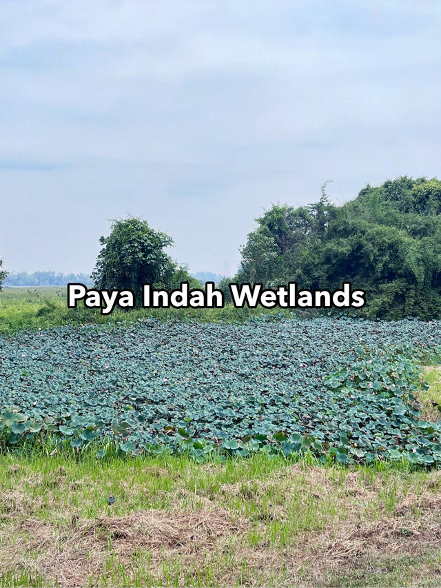Paya Indah Wetlands: Tranquil Encounter with Hippos, Crocodiles, and Nature’s Stillness