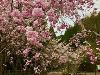 [Fukui Hanagatami Park🌸] A famous cherry blossom spot in spring! A relaxing spot in Echizen City with beautiful autumn leaves
