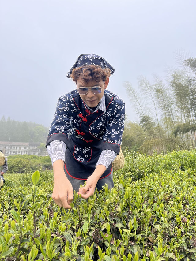 🍃 วันนี้เรามา “เก็บชา” กันที่ 福泉山茶山