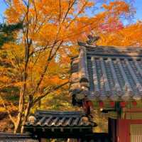 🏛️ Jongmyo Shrine – Seoul’s Timeless Confucian Heritage