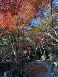 紅葉に包まれる癒しの古刹。深大寺で過ごす穏やかな時間