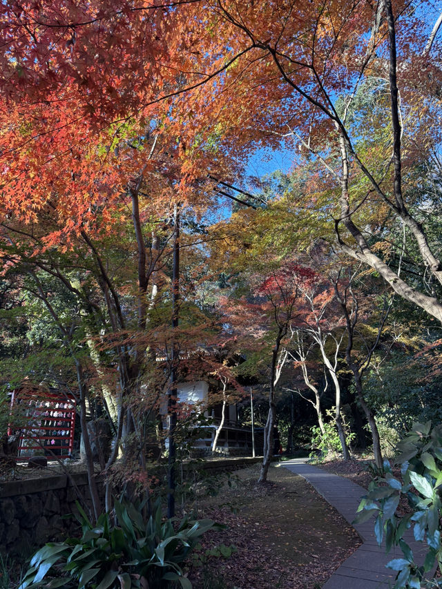 紅葉に包まれる癒しの古刹。深大寺で過ごす穏やかな時間 紅葉に包まれる癒しの古刹。深大寺で過ごす穏やかな時間