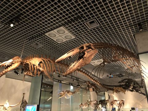 国立自然科学博物館 | 屋外にいるあのシロナガスクジラは、きっと