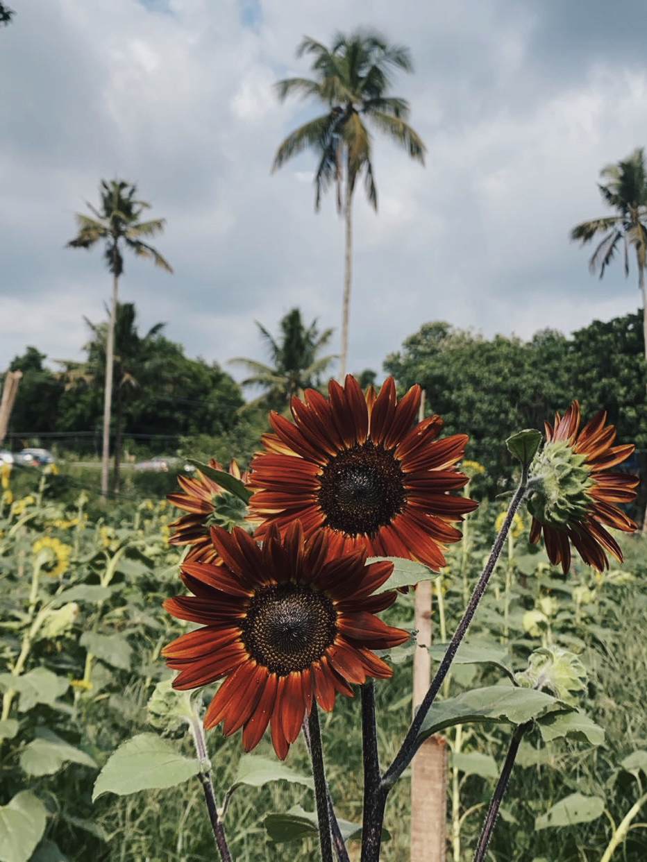 Ernakulam, Kochi, Kerala - Nature Bliss in Kerala 🌿 - 圖 2