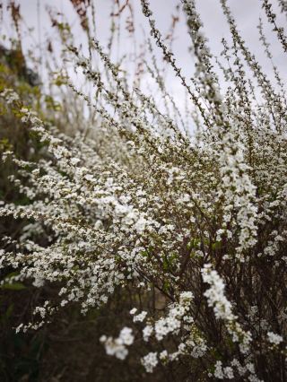 [Hattori Ryokuchi Park] A tranquil and relaxing getaway to quietly admire a boundless sea of flowers—an absolute essential in life!