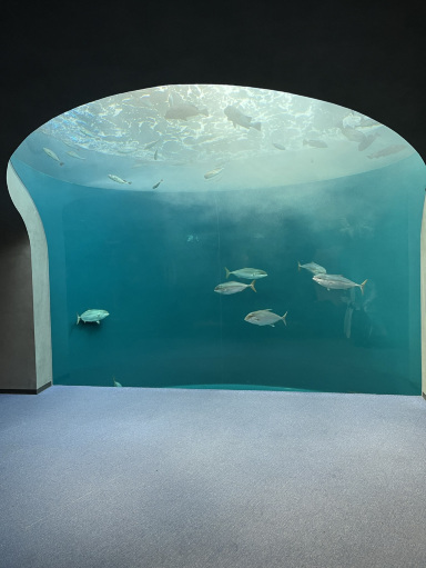 香川🇯🇵】幻想的な水槽がある水族館🐟 | Trip.com