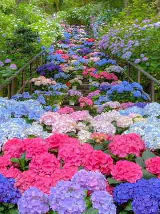 2026 Recommended Hydrangea viewing in Sakurai (Updated September