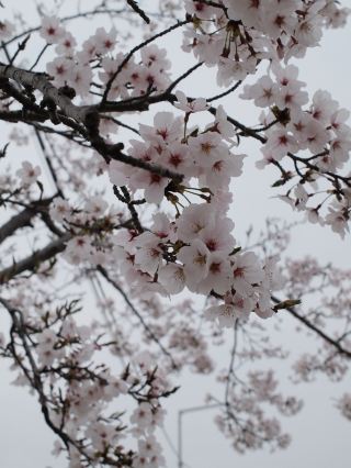 Korea Cherry Blossoms | A Pink and White Floral Sea Meets Spring on the Busan Coast.