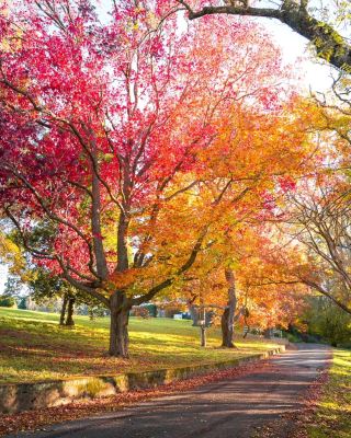 🍂 Bowral in Autumn — A Road Painted in Fall Colors 🇦🇺