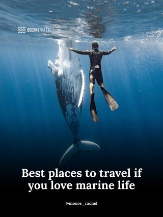 If swimming with whales, mantas and sharks is on your bucket list… start here. 🌊🐋
