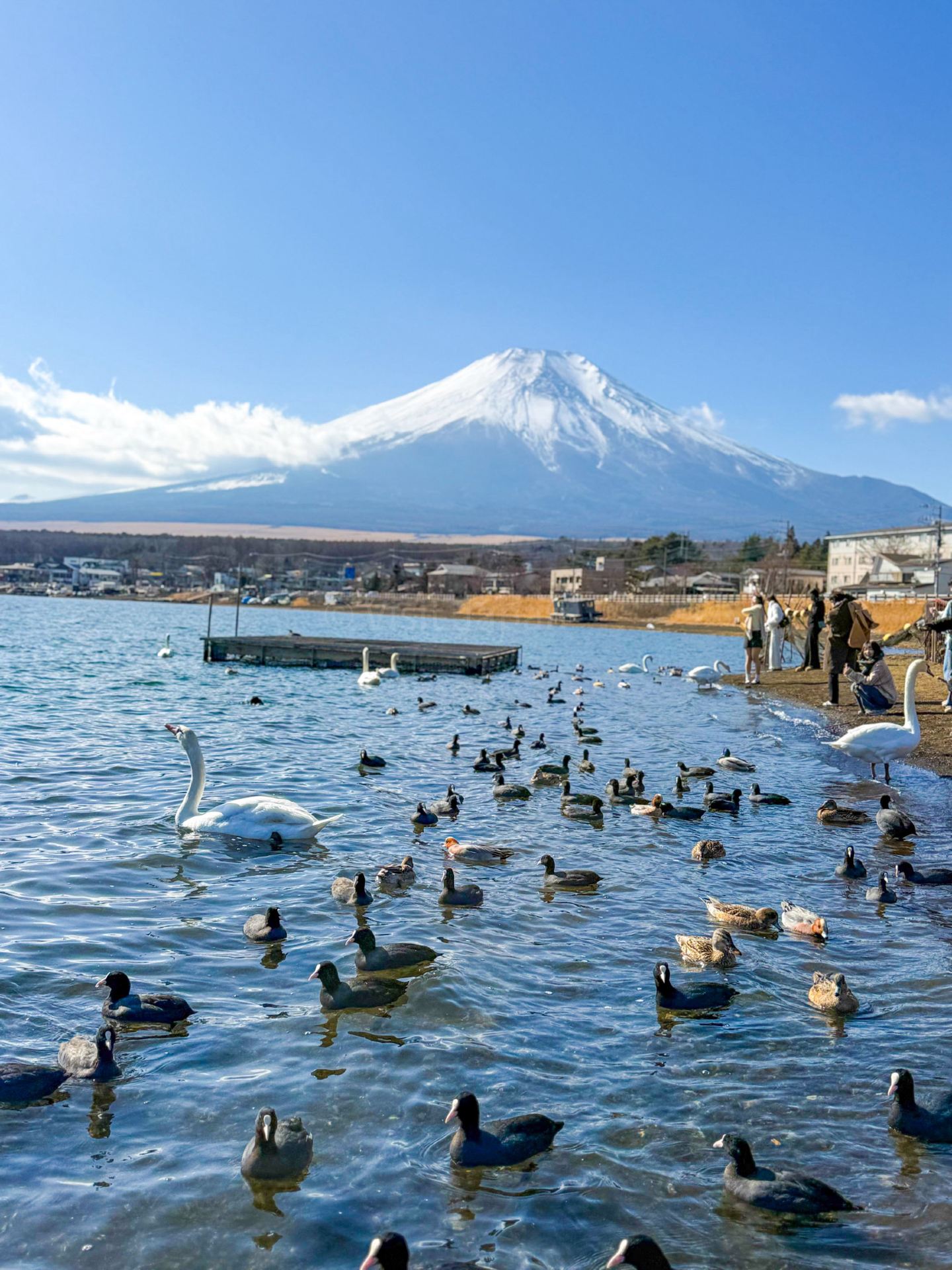 山中湖｜富士山をバックに白鳥が舞う、湖畔の絶景スポット 🦢🗻