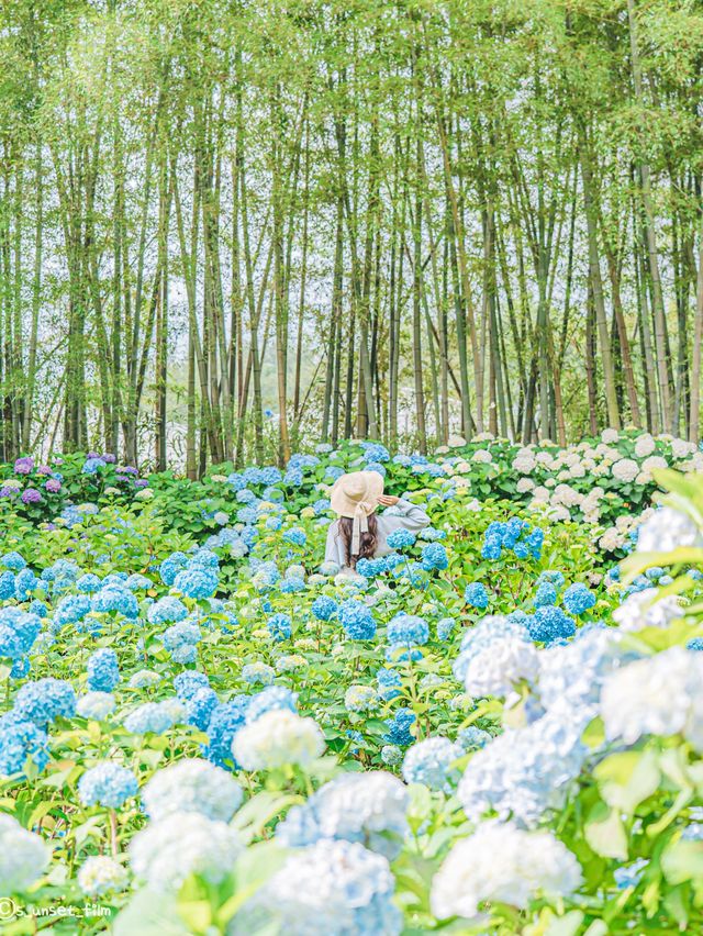 🪻여름 계절의 아름다운 수국밭 [휴애리 자연생활공원]🌿
