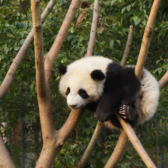 Chengdu Panda Reserve: A Close Encounter with China’s Gentle Giants