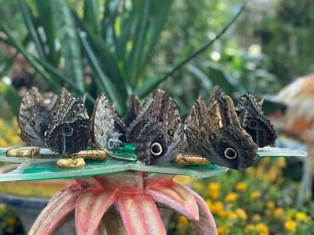 Dubai Butterfly Garden 🗺️