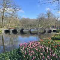 Keukenhof at Amsterdam💐 