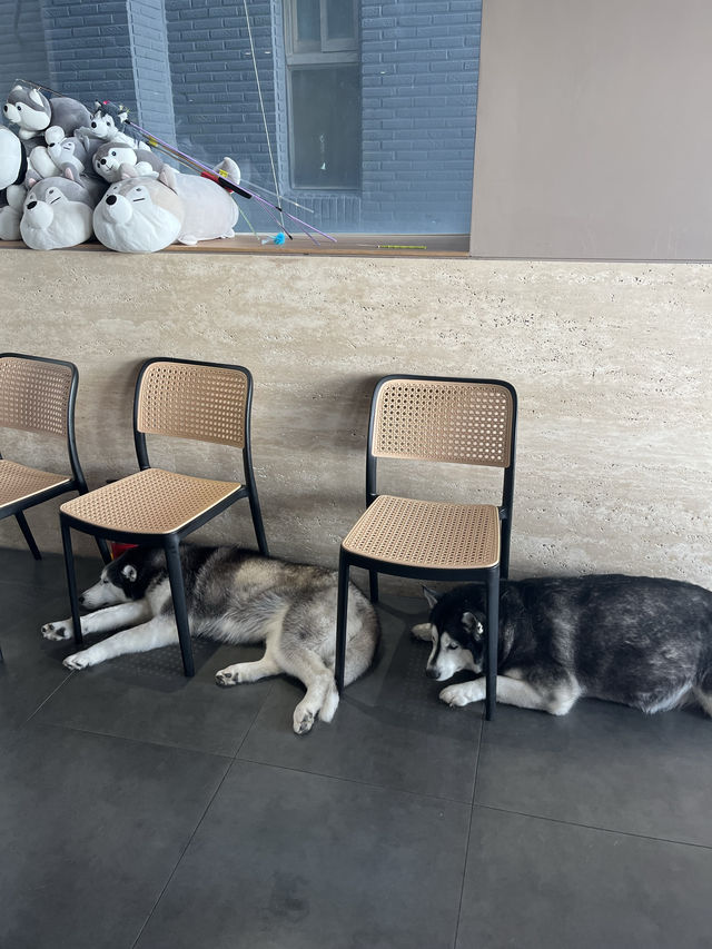 허스키 4마리가 있는 부산카페