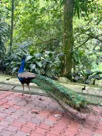 📍Kuala Lumpur Bird Park, Malaysia